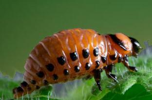 Immature Colorado Potato Beetle