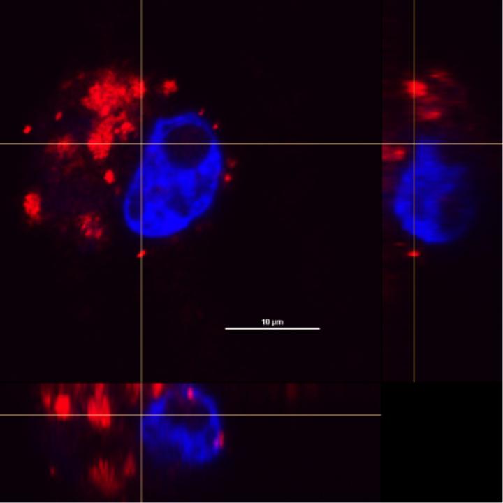 A Macrophage Cell