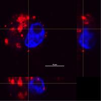A Macrophage Cell