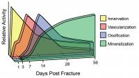 Fracture Repair Process
