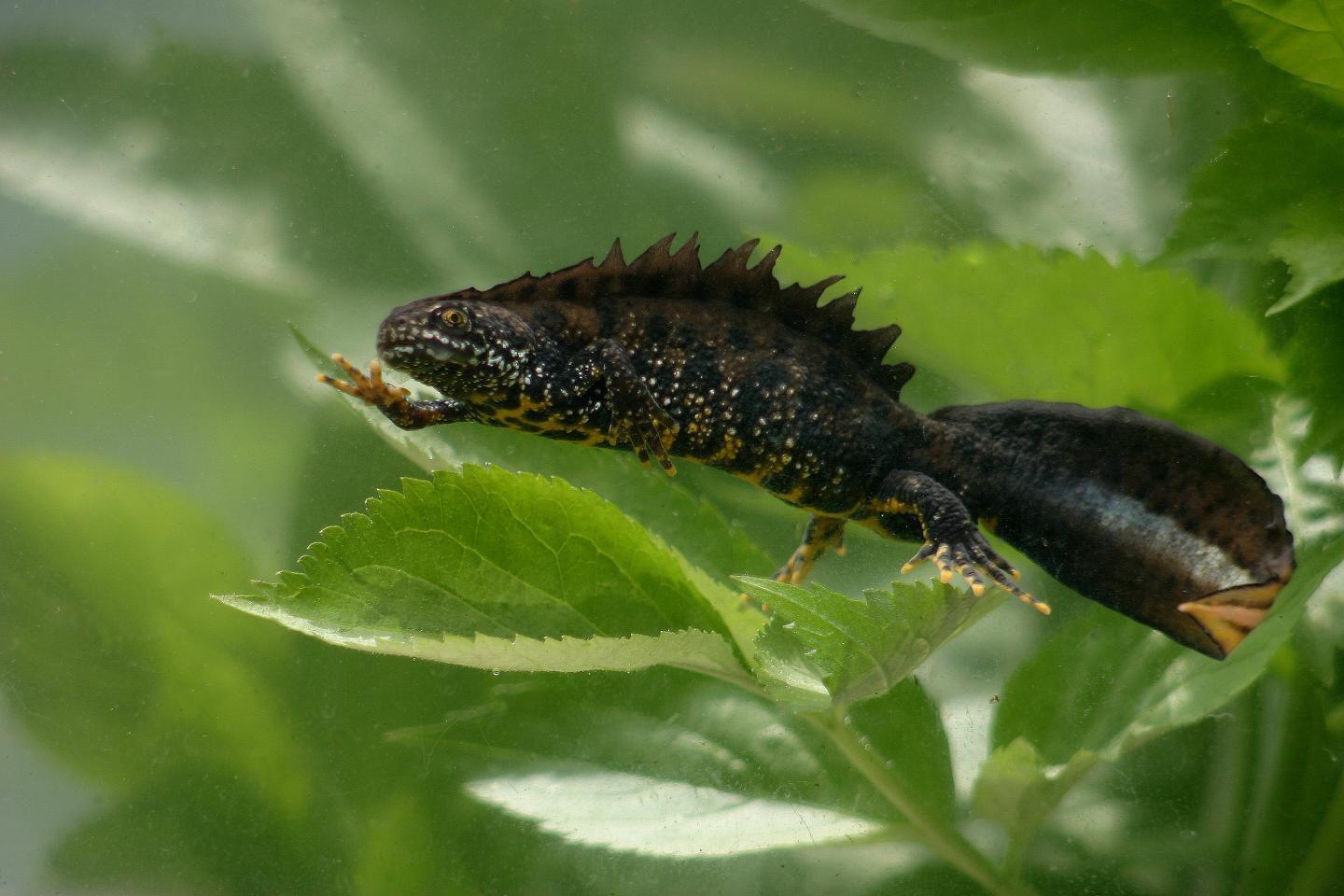 Great Crested Newt