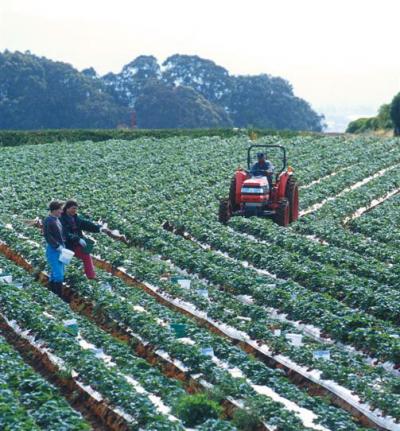 Crops