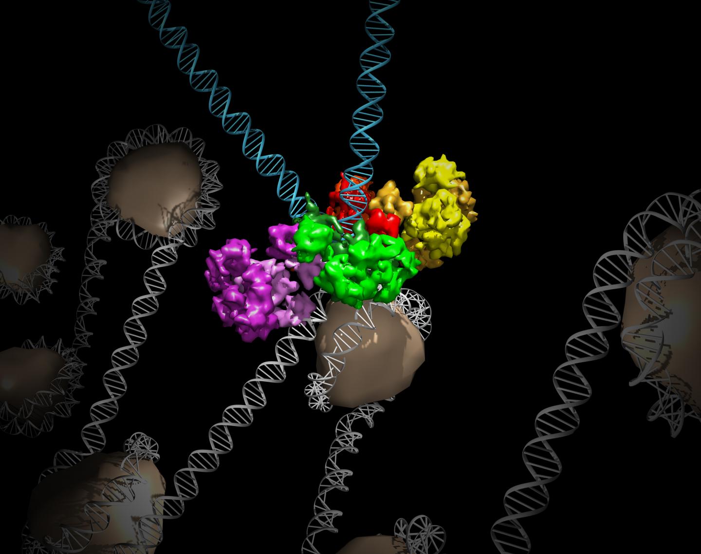 Protein Structure Illuminates How Viruses Take Over Cells