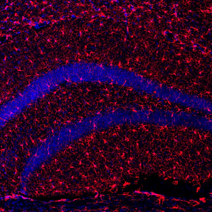 Klotho: a protein that promotes healthy aging and improves longevity
