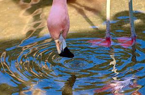 Chilean flamingo