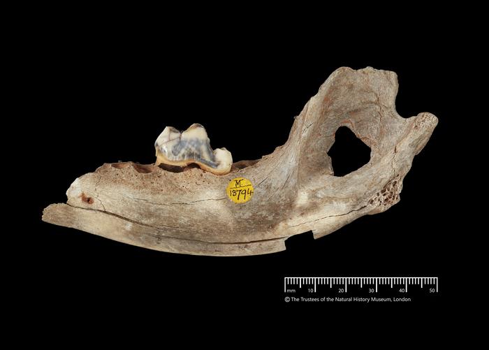 dog jawbone