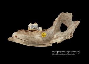 dog jawbone