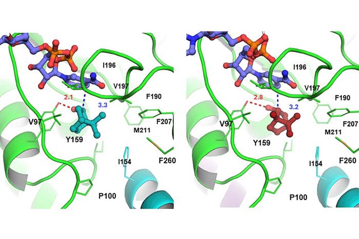 Structural models of the borneol dehydrogenases with a view into the reaction centre. The bound small molecules are shown as stick models in the centre of each panel: (+)-1-borneol (cyan) on the left and (−)-1-borneol (light red) on the right.