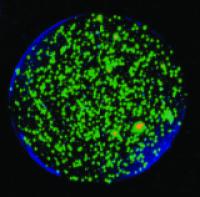 TB Infected Cells within Microspheres