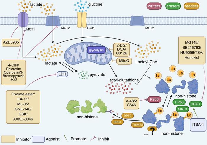 FIGURE 3 | Targeting non‐histone lactylation: A potential therapeutic strategy for cerebral I/R injury.