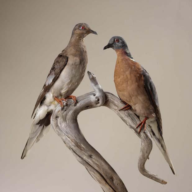 Passenger Pigeon Case Study: How Even Large, Stable Populations May Be at Risk for Extinction (1 of 7)