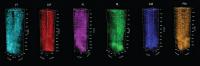 Columns of Cortex