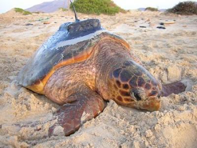 Loggerhead Turtle with Transmitter
