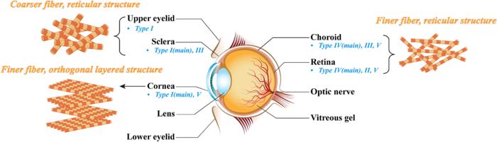 Anatomical structure of the eye showing the distribution and alignment of collagen.