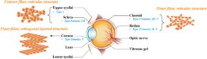 Anatomical structure of the eye showing the distribution and alignment of collagen.