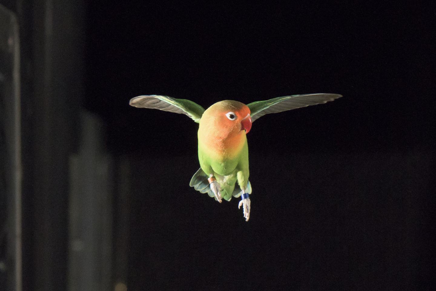Lovebird