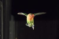 Lovebird
