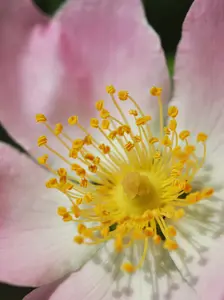 Pentaploid Rosa canina’s flower