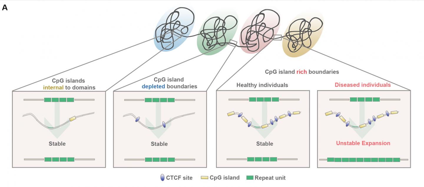 Topologically Associated Domains