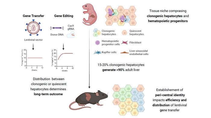 Clonogenic Hepatocytes Drive Adult Liver Formation and Zonation