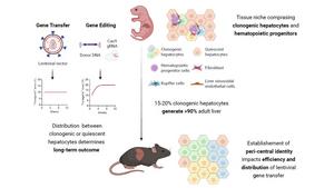 Clonogenic Hepatocytes Drive Adult Liver Formation and Zonation