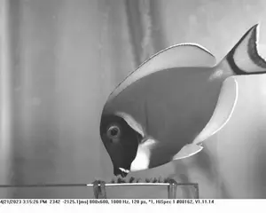 Surgeonfish in aquaria