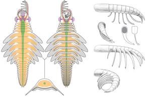Anatomical diagram of Mosura fentoni
