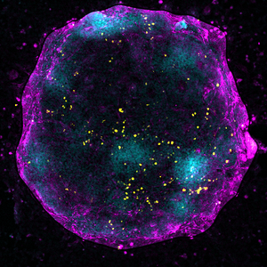 Female germ cells entering meiosis in artificial ovary