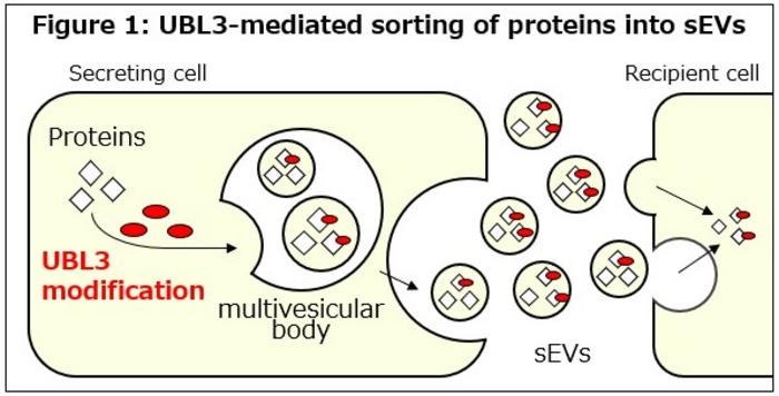 UBL3-mediated sorting of proteins into small extracellular vesicles