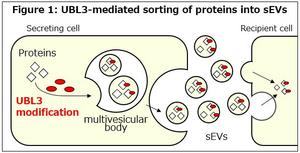 UBL3-mediated sorting of proteins into small extracellular vesicles