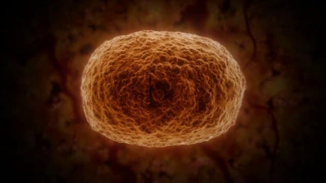 Real-Life Genetics Unveil a Key Factor of Longevity