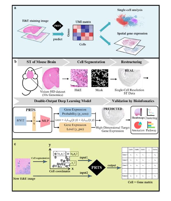 Fig 1 PRTS model architecture Hierarchical feature fusion and dual-output design