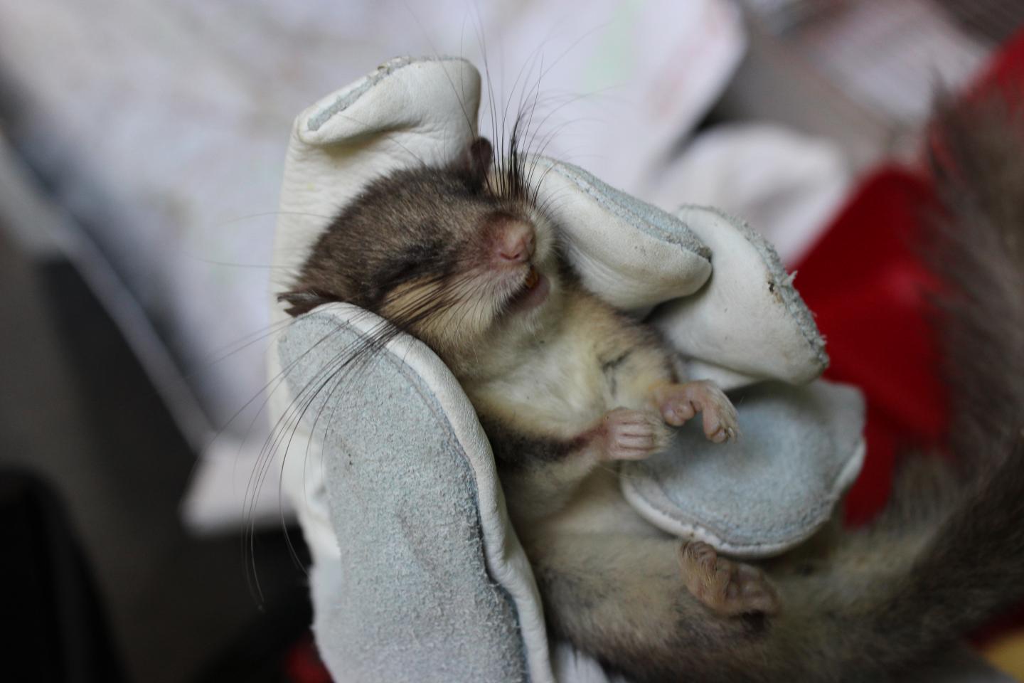 Dormouse