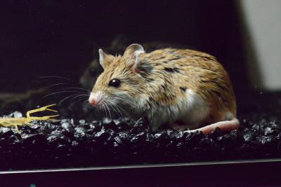 The Mice that Evolved to Resist Pain (5 of 9)
