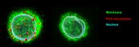 T cells