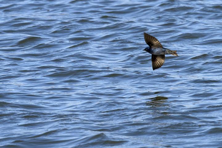 Purple Martin Migration