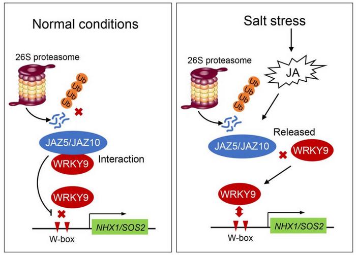 A proposed working model on the role of MdWRKY9 in JA-mediated salt tolerance in apple.