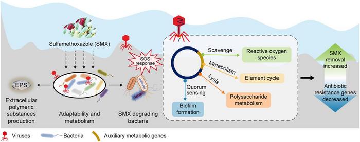 Phage therapy reduces antibiotic resistance in wastewater.