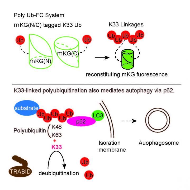 Fig1 Generation of PolyUb-FC