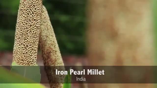 A Landmark Year for Biofortification