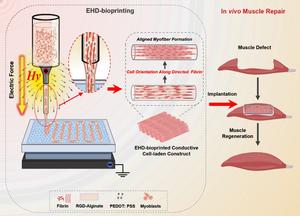 Electrohydrodynamic bioprinting of orientated cell-laden fibrin-alginate hydrogel for highly-aligned skeletal muscle constructs