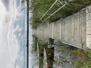 Littoral zone 2