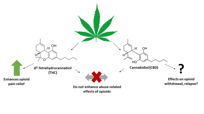 THC and CBD with opioids