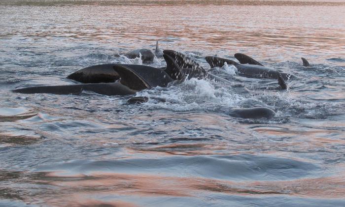 pilot whales