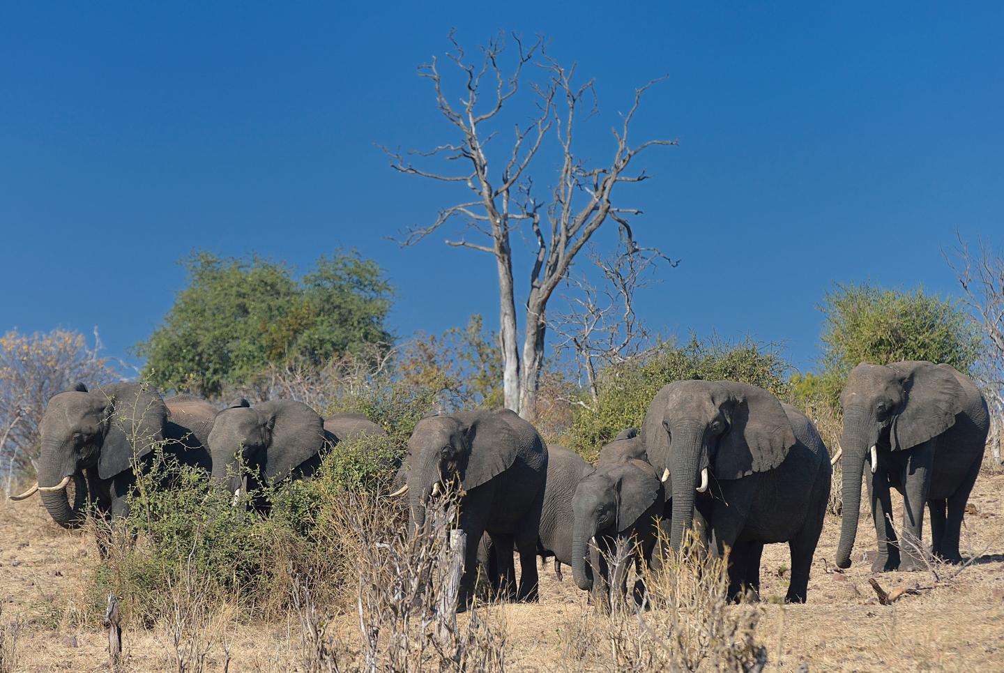 Elephants