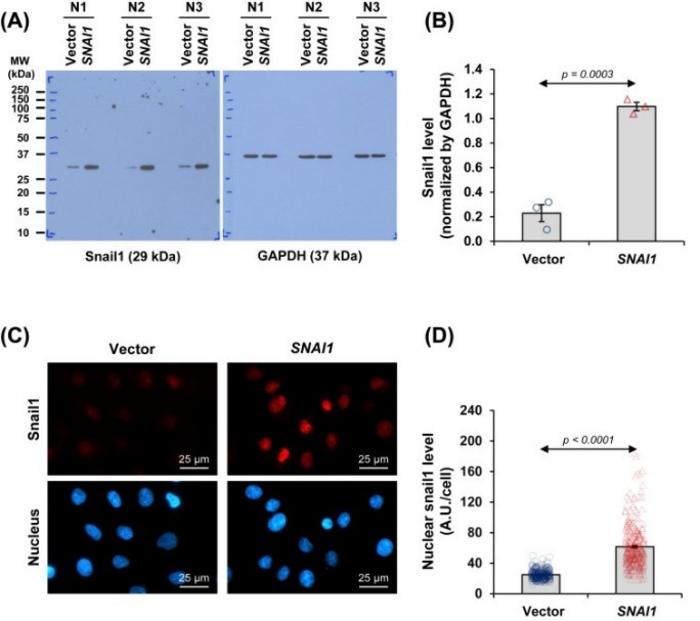 Expression and localization of Snail1 protein in SNAI1-overexpressed renal tubular cells.
