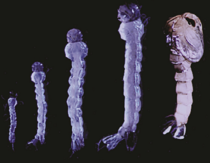 developmental stages