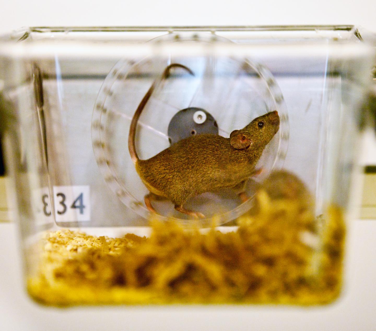 Wheel Running Measures Mouse Distress Better