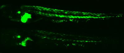 Green-Glowing Fish