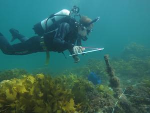 Dr Paul Carnell surveying healthy kelp reefs in the south of Port Phillip